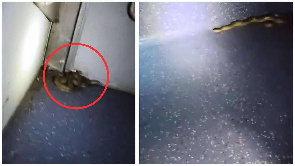 VIDEO: Snake Spotted In AC Coach Of Ajmer-Jabalpur Dayodaya Express Train; Passengers Take To Social Media