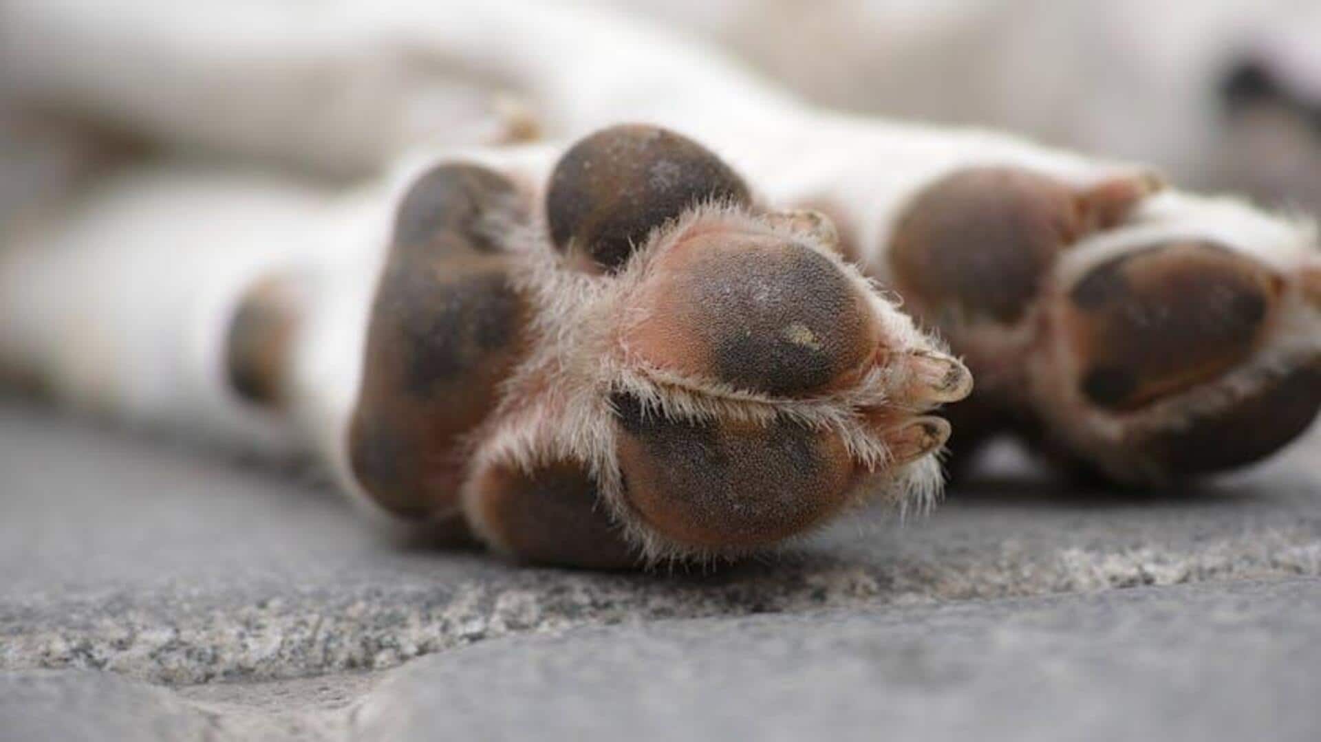 Dog’s itchy paws? Try these home remedies