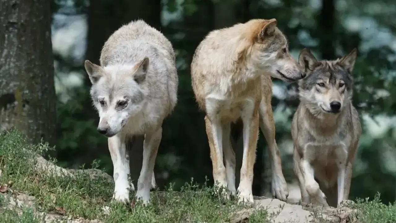 Uttar Pradesh: Wolf attack terrorises Bahraich; two killed, nine injured