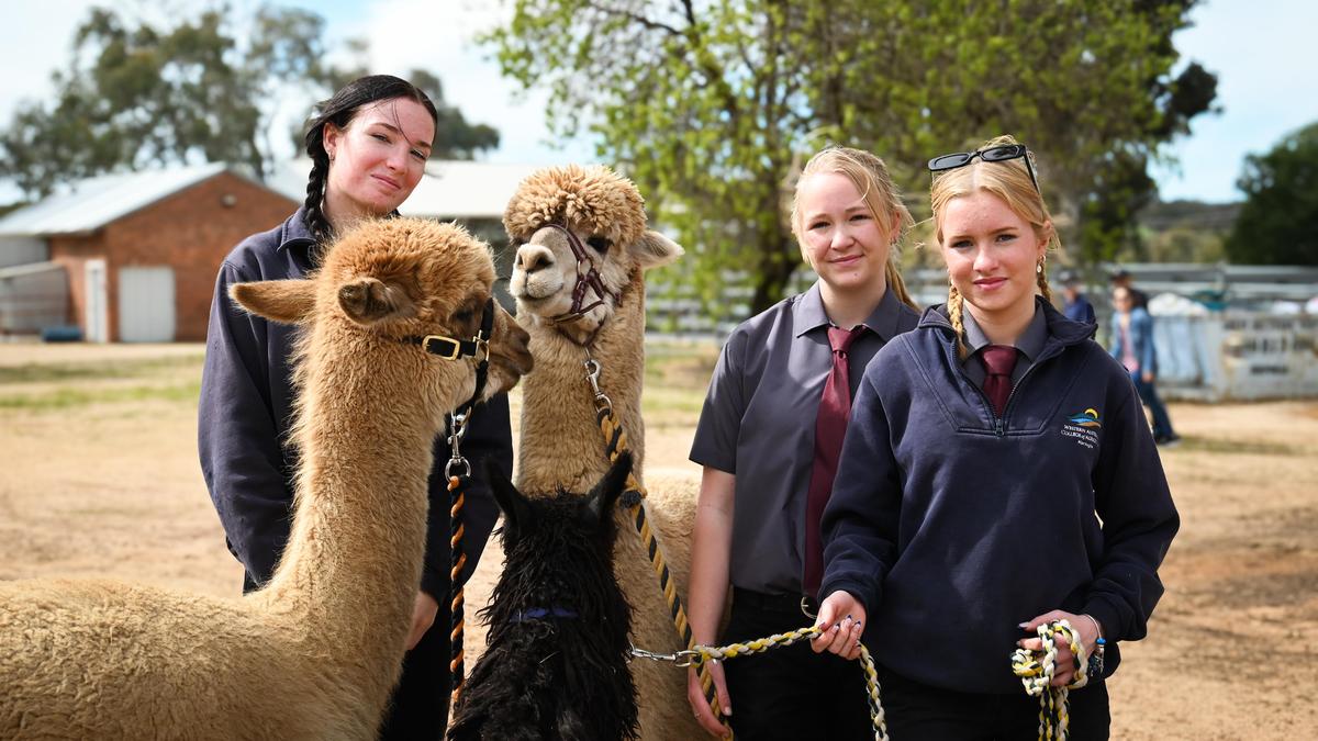 WA College of Agriculture Narrogin open day welcome almost 700 visitors for industry expos and class displays