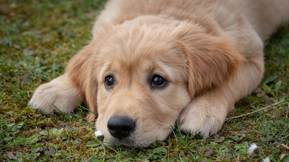 Mumbai Crime: Kurla Auto Driver Booked For Running Over Stray Dog; FIR Registered After Animal Welfare Activists’ Intervention